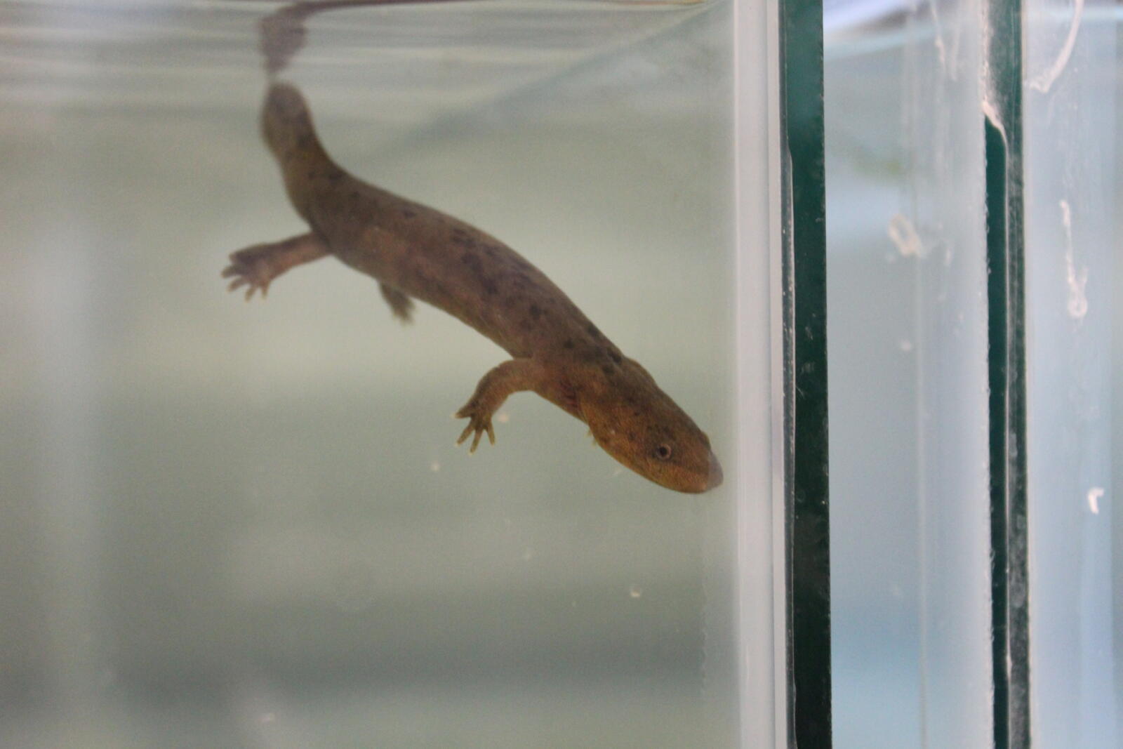 2 year old Hellbender swimming