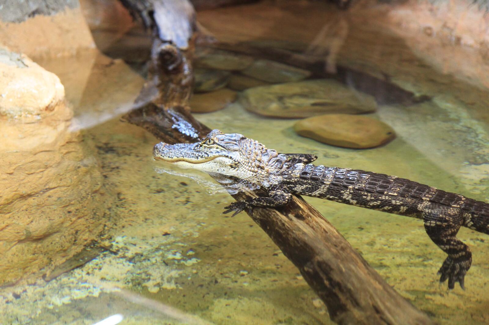 American Alligator