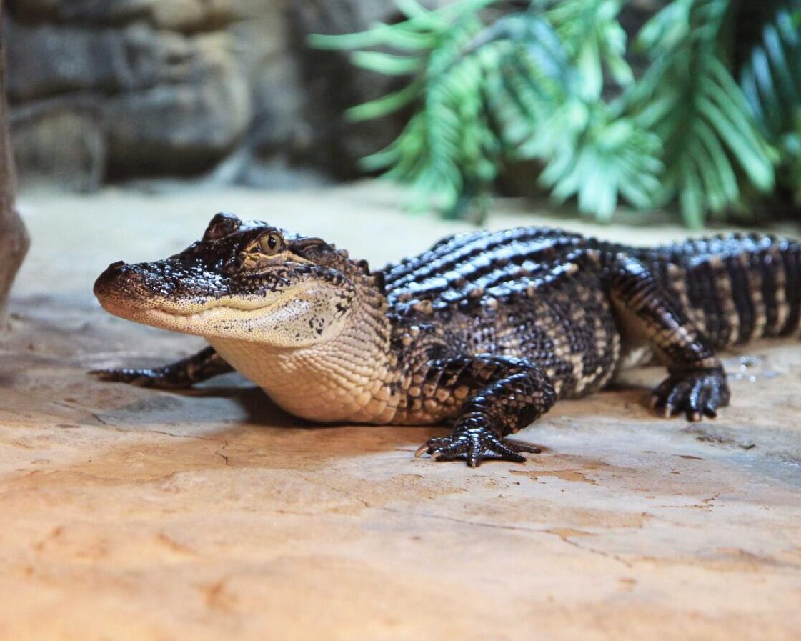 American Alligator