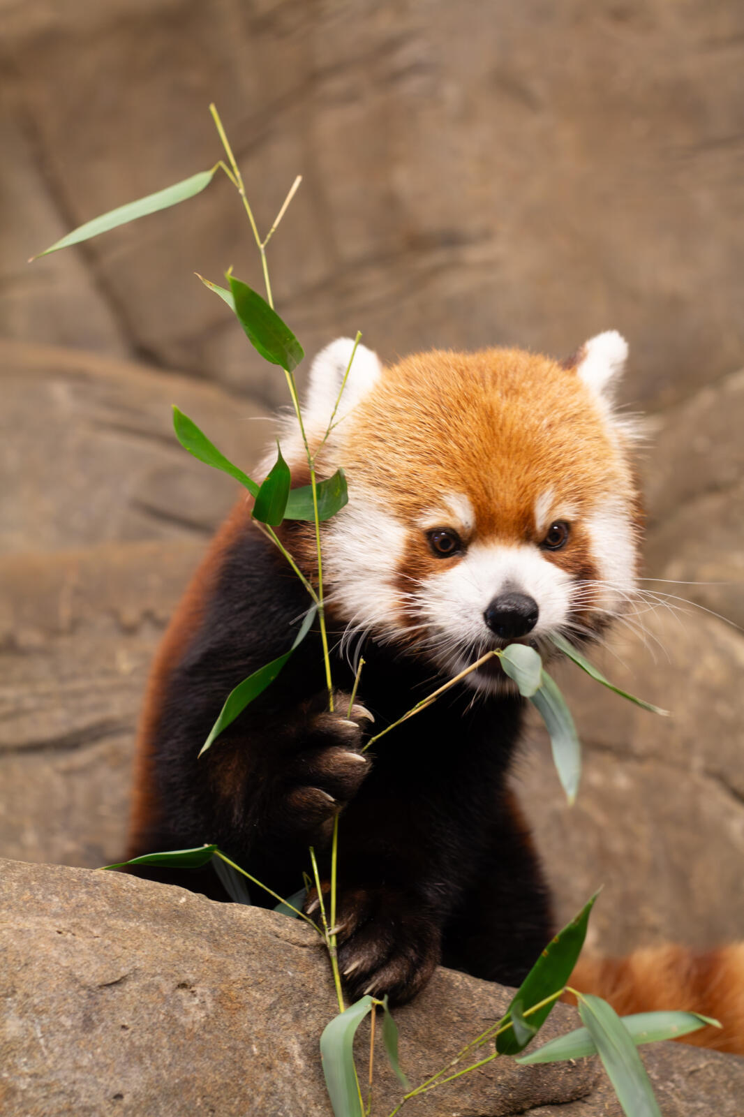 How Zoos care for animals with chronic conditions