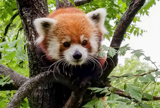 Future Expansions & Current Projects | Chattanooga Zoo