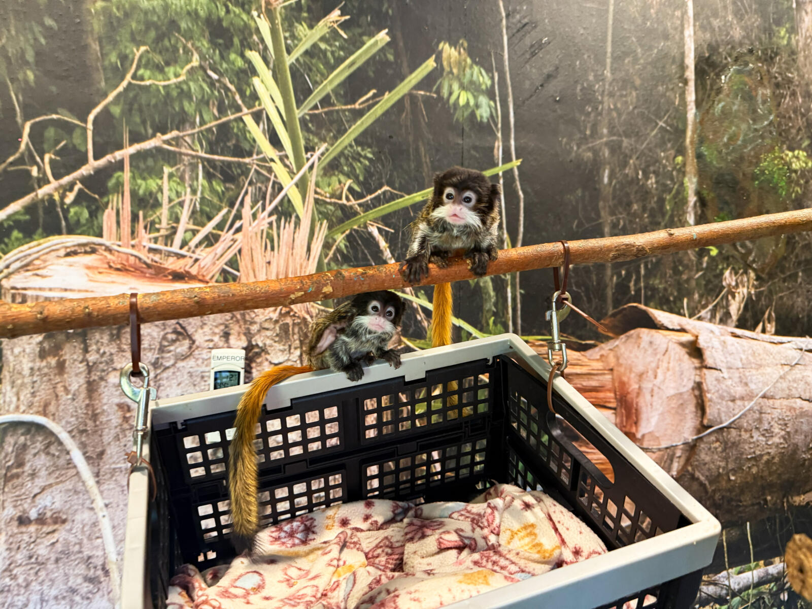 Help us name two baby emperor tamarins!