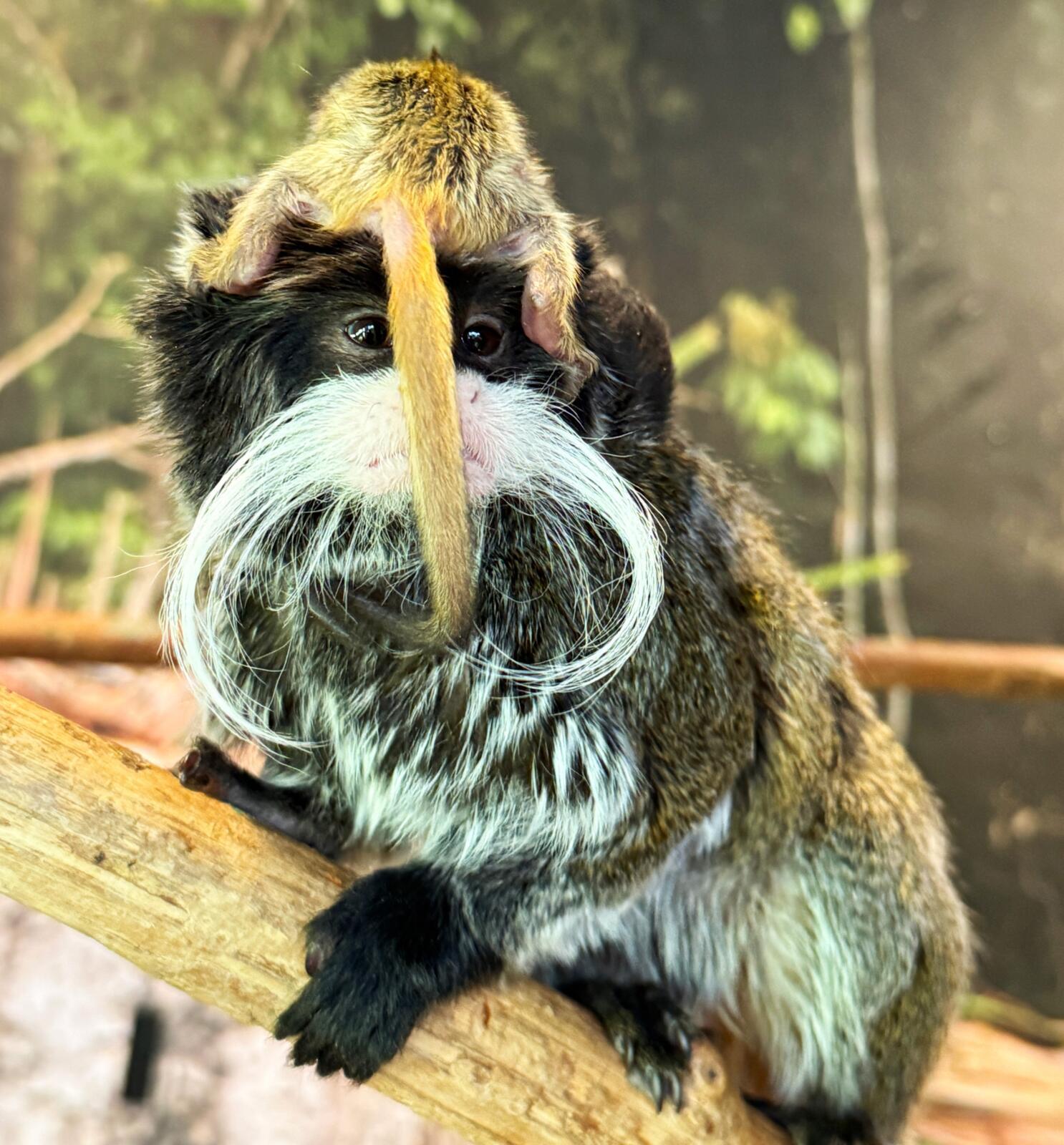 Help us name two baby emperor tamarins!