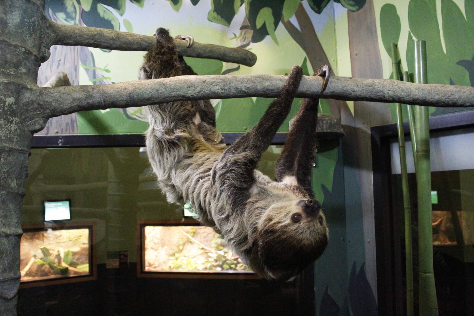 New Year, New Sloth!