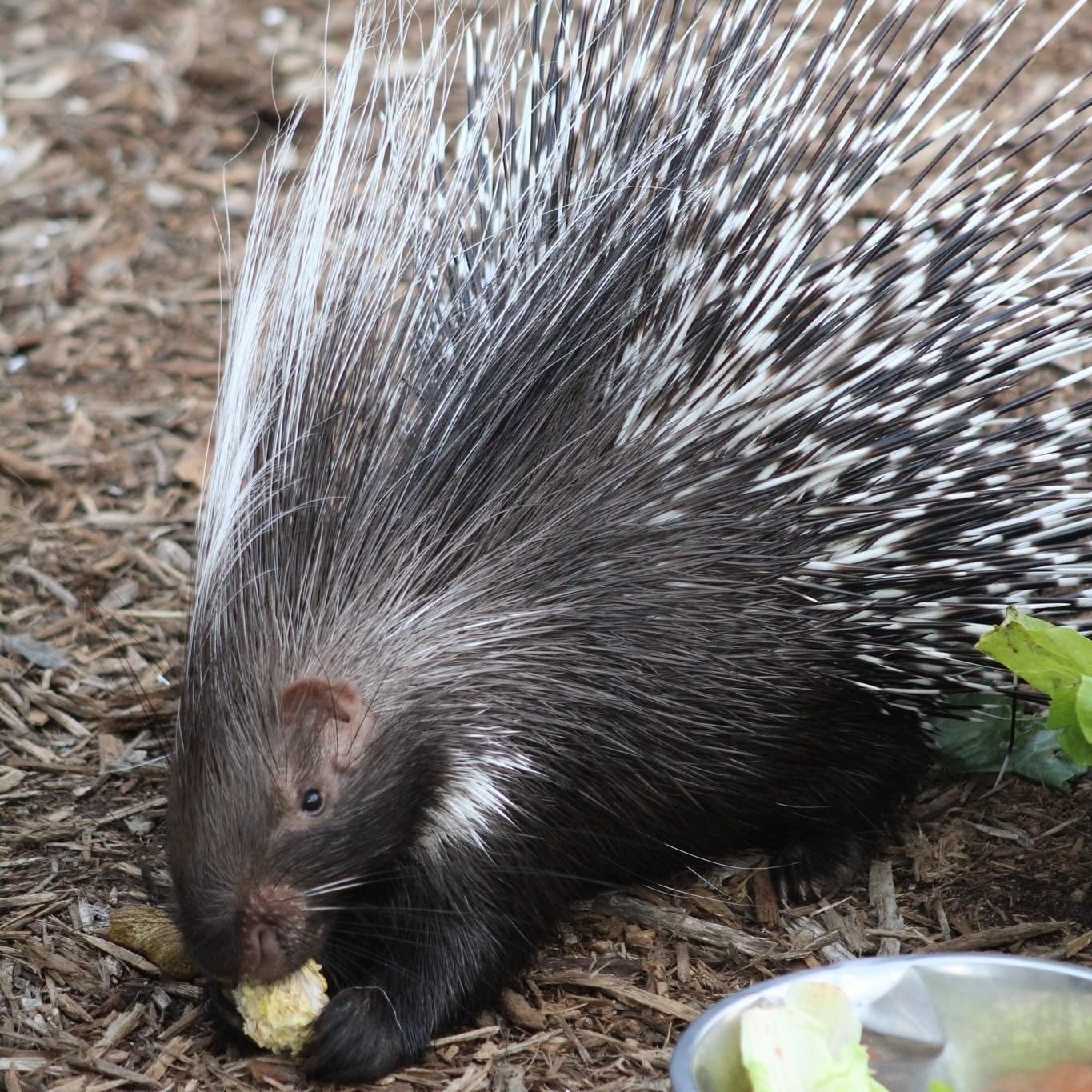 Cape Porcupine Chattanooga Zoo