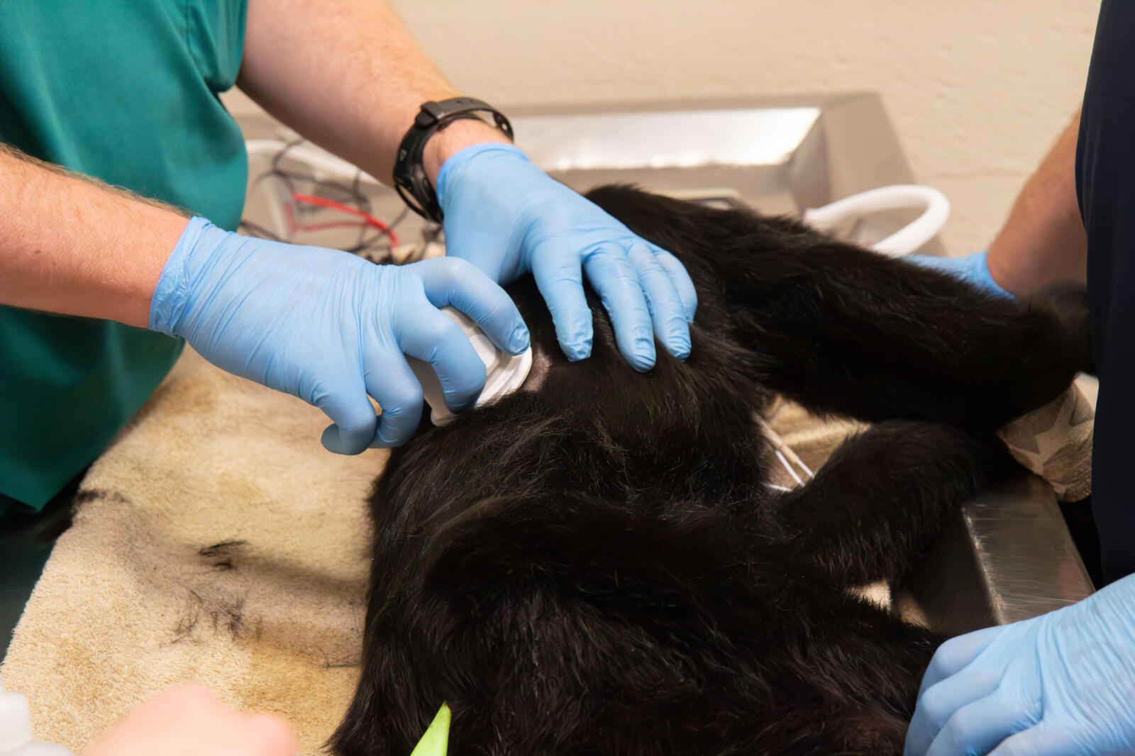 How Zoos care for animals with chronic conditions