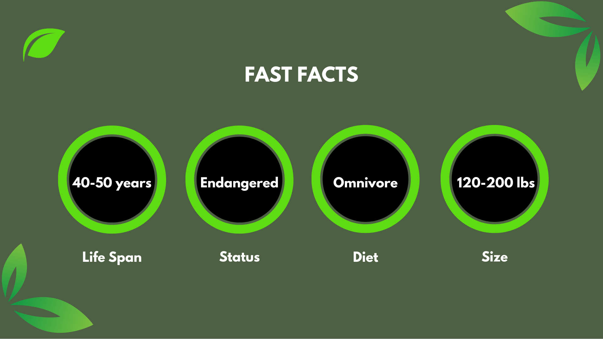 Chimpanzee | Chattanooga Zoo