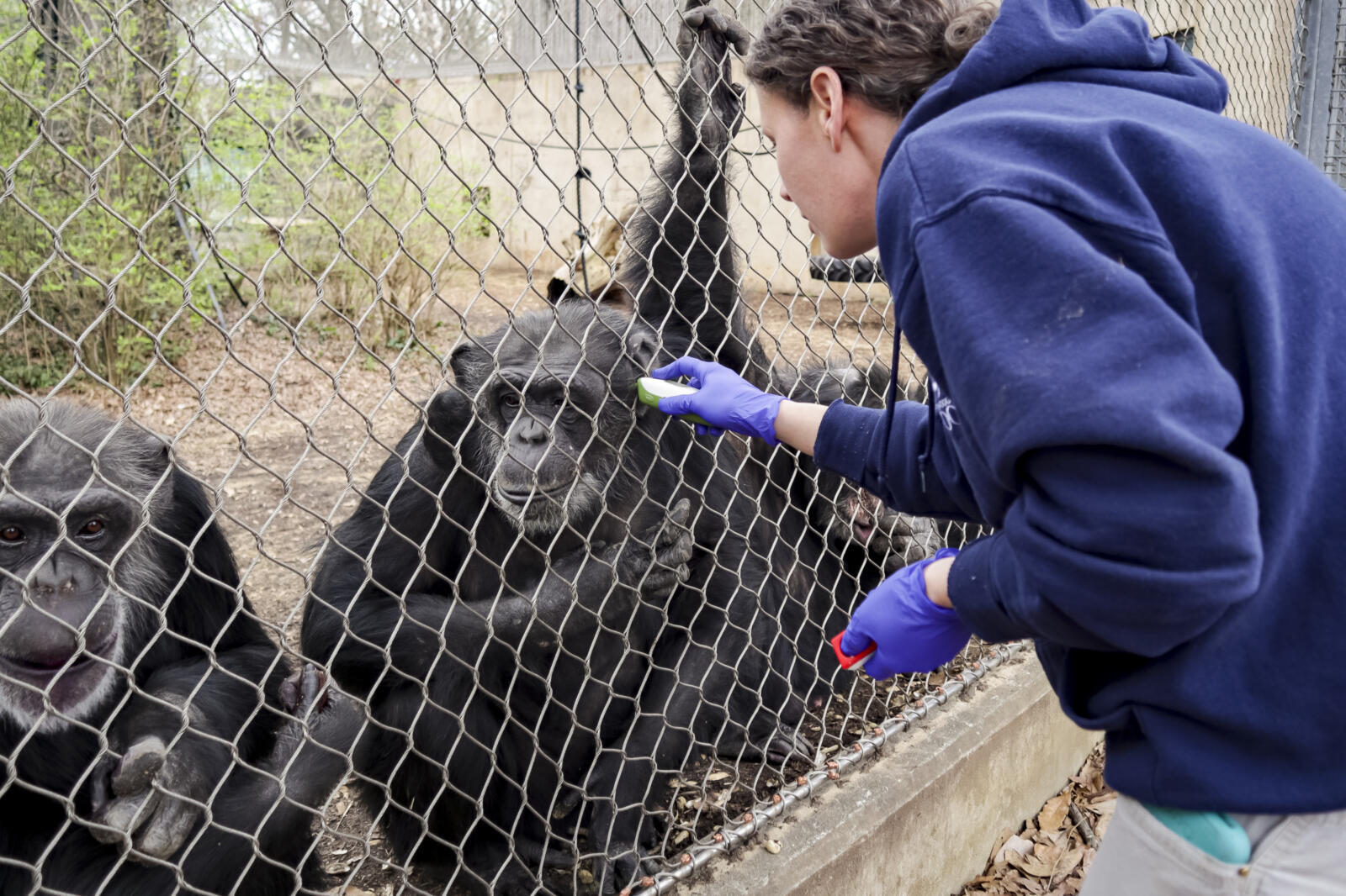 How Zoos care for animals with chronic conditions