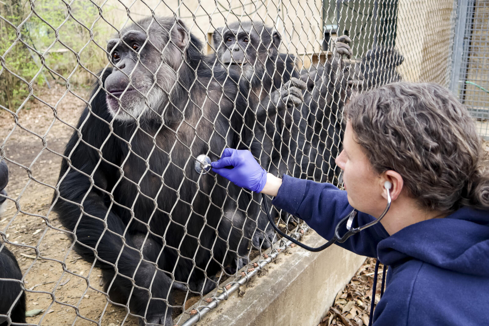 How Zoos care for animals with chronic conditions