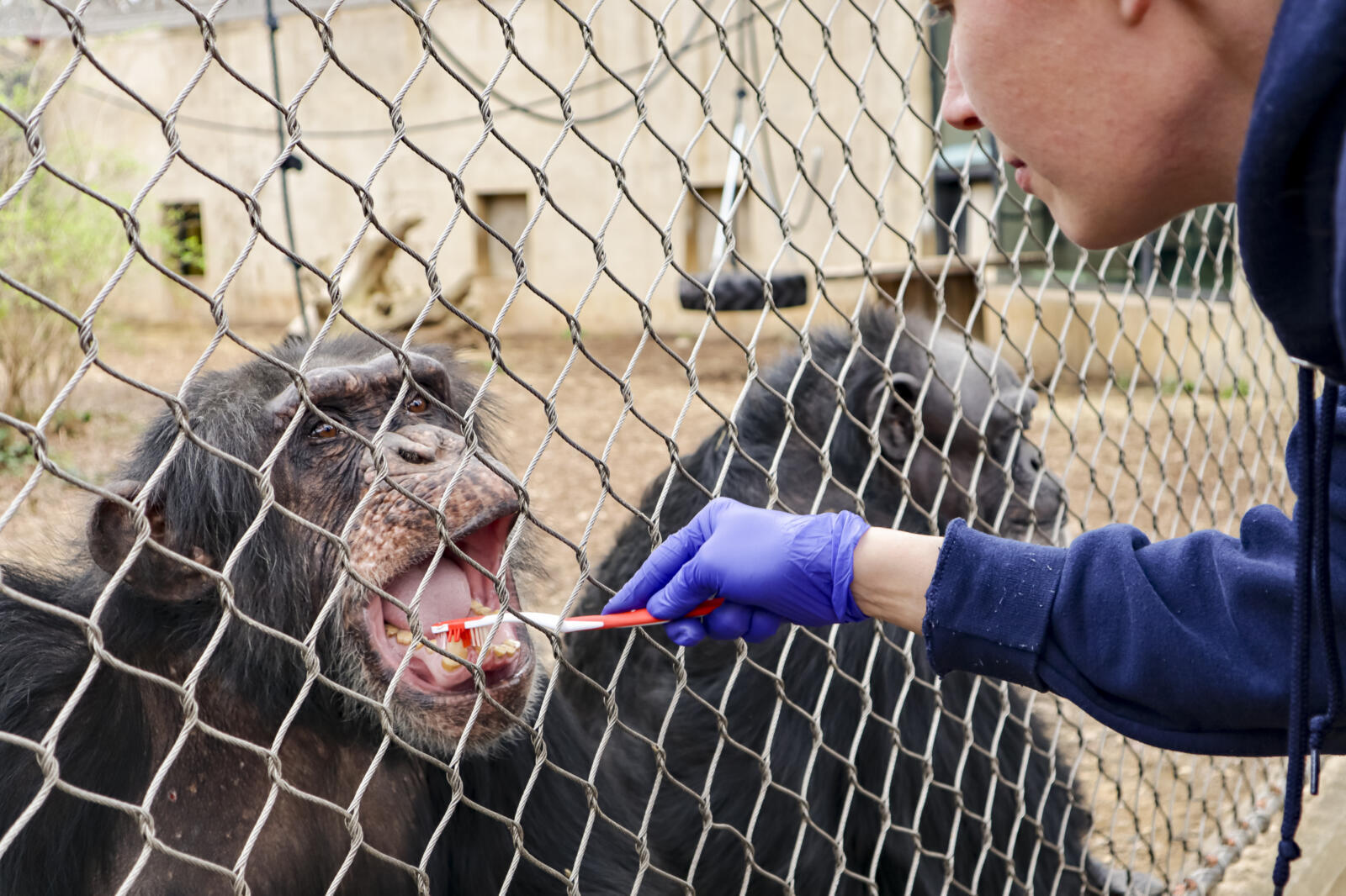 How Zoos care for animals with chronic conditions