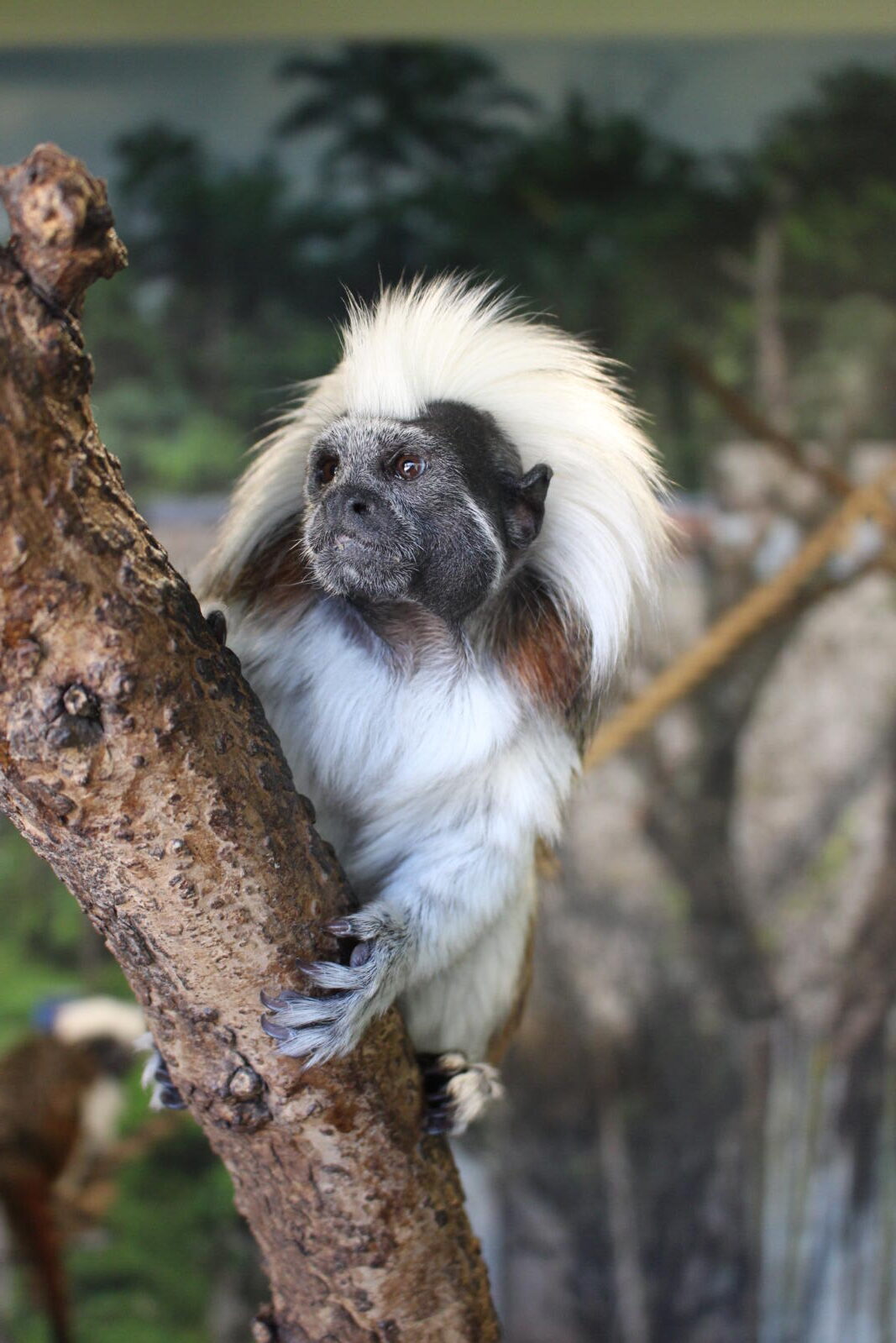 Tamarins | Chattanooga Zoo