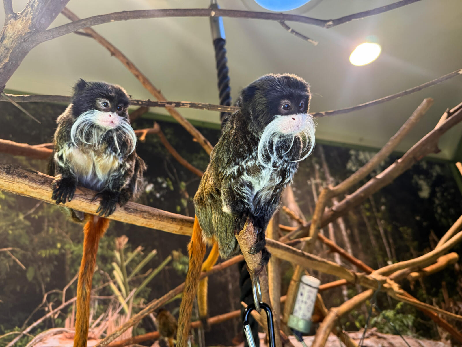 Help us name two baby emperor tamarins!