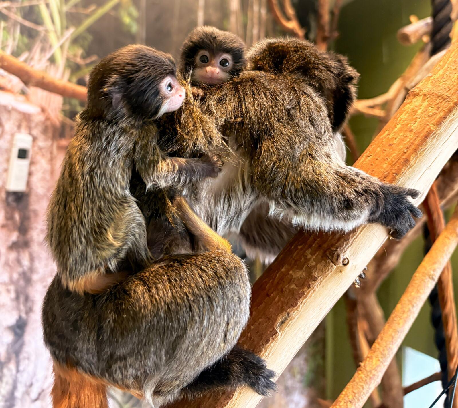 Help us name two baby emperor tamarins!