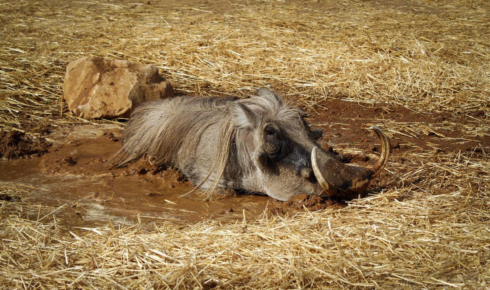 The largest expansion in Chattanooga Zoo history is officially open!