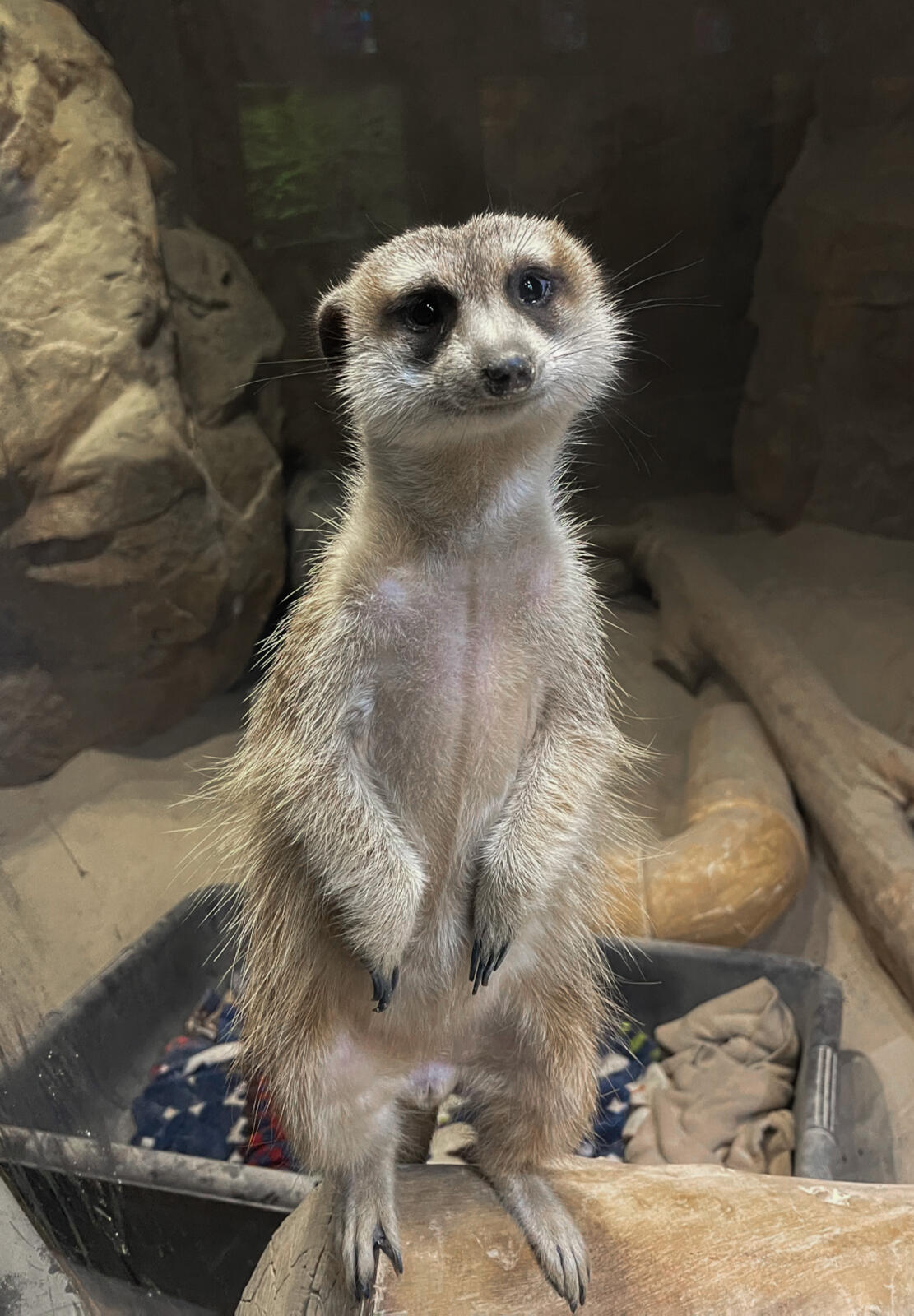 How Zoos care for animals with chronic conditions