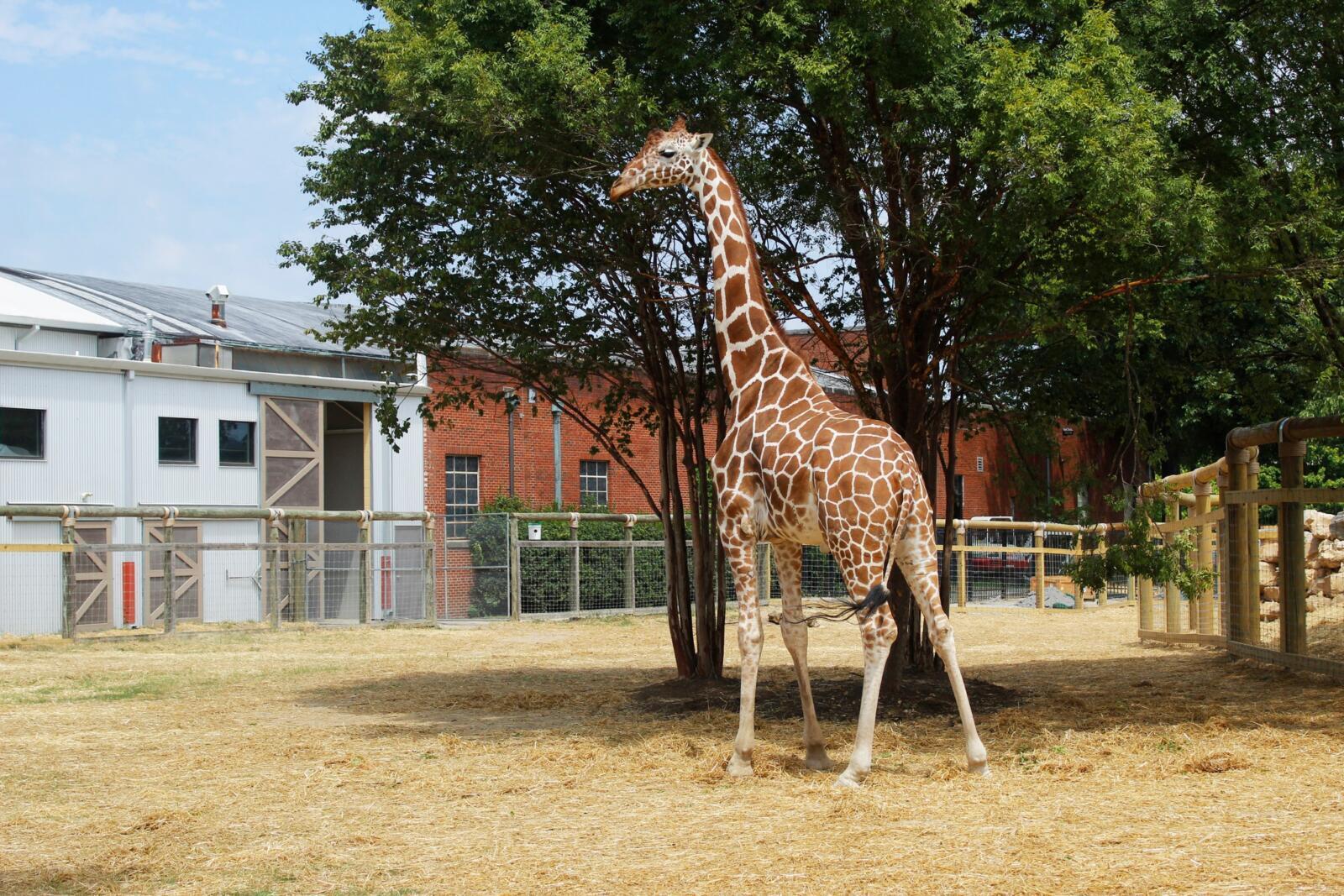 Help shape the future of your Zoo!