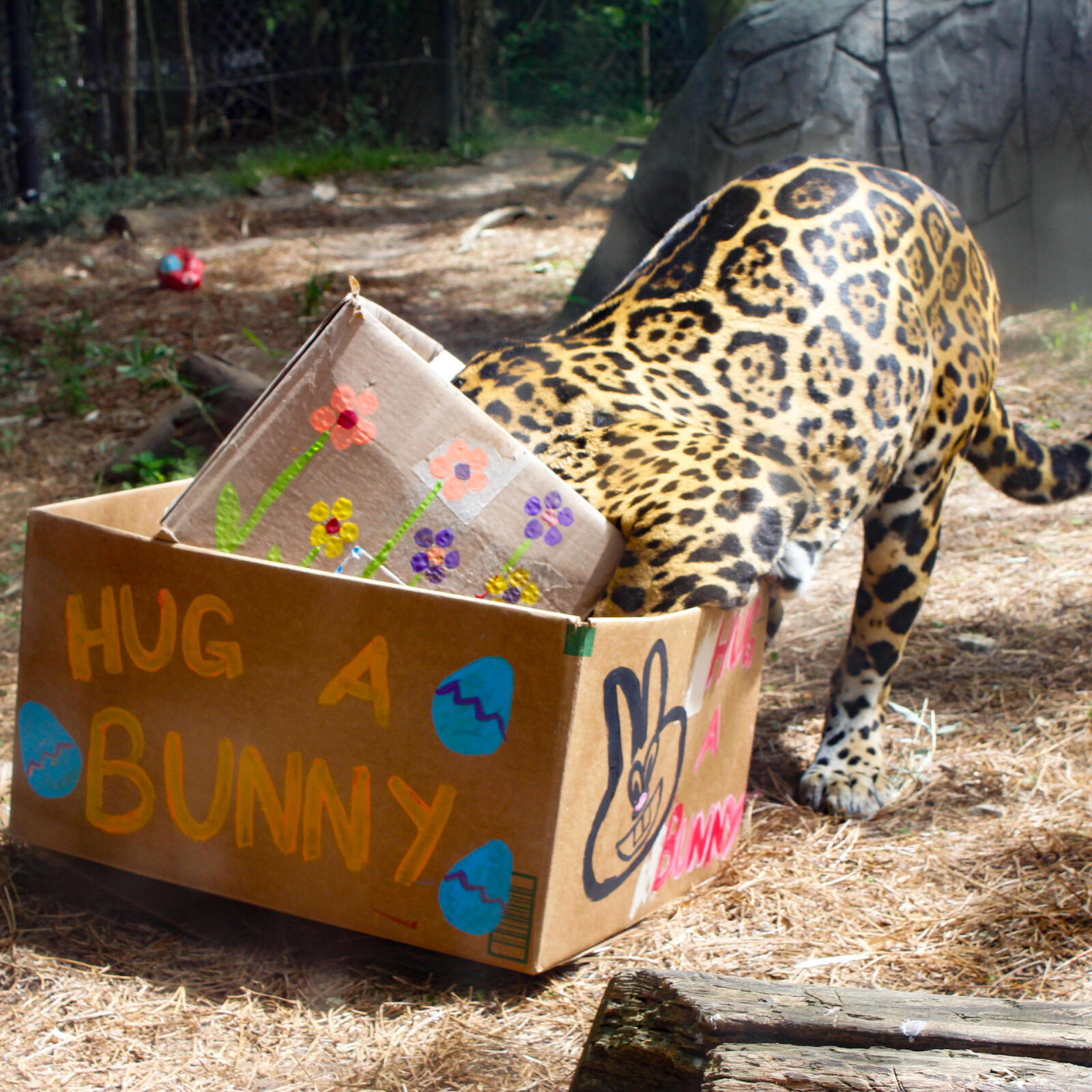 Hug a Bunny tickets are on sale!