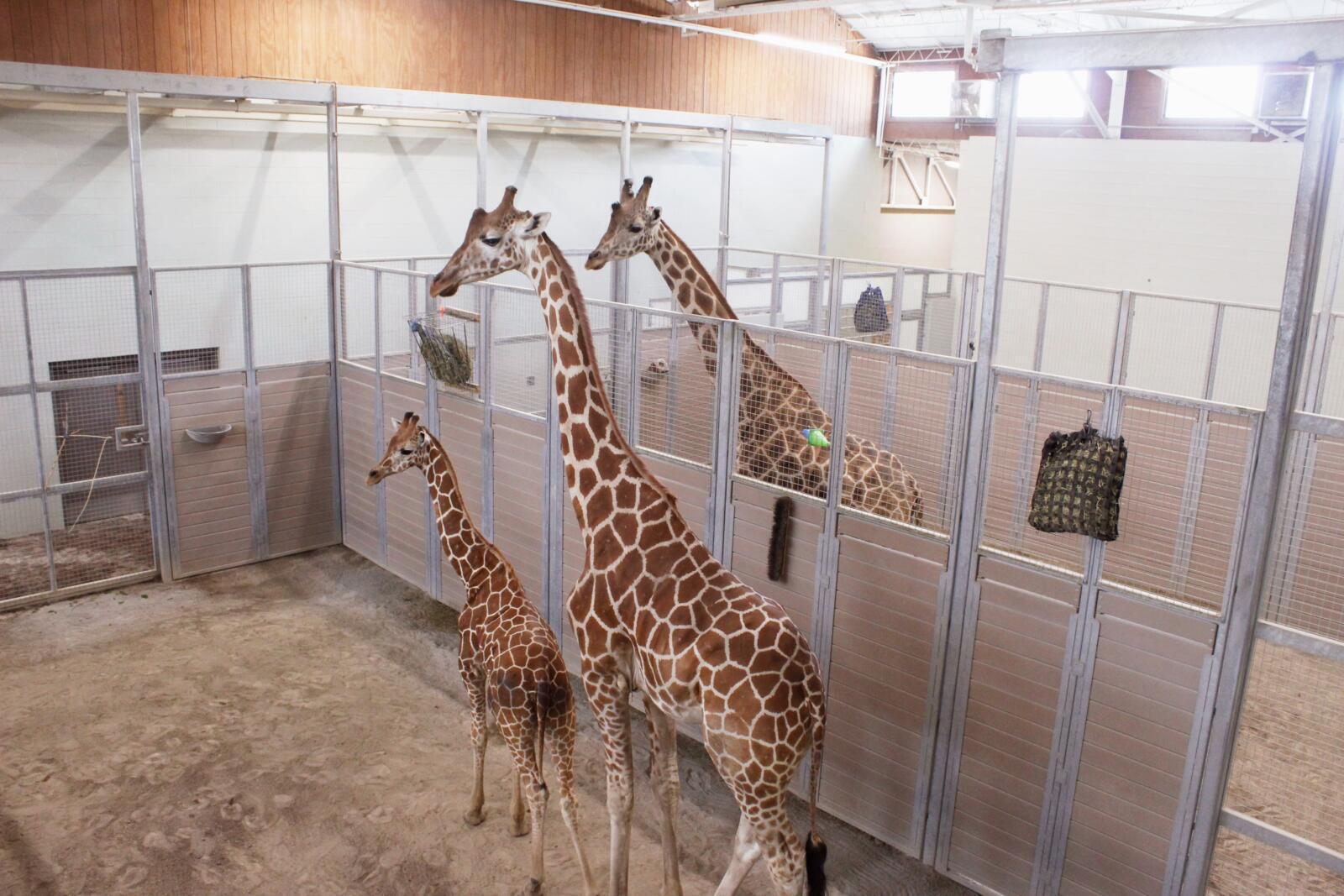 A new giraffe calf has joined our herd!