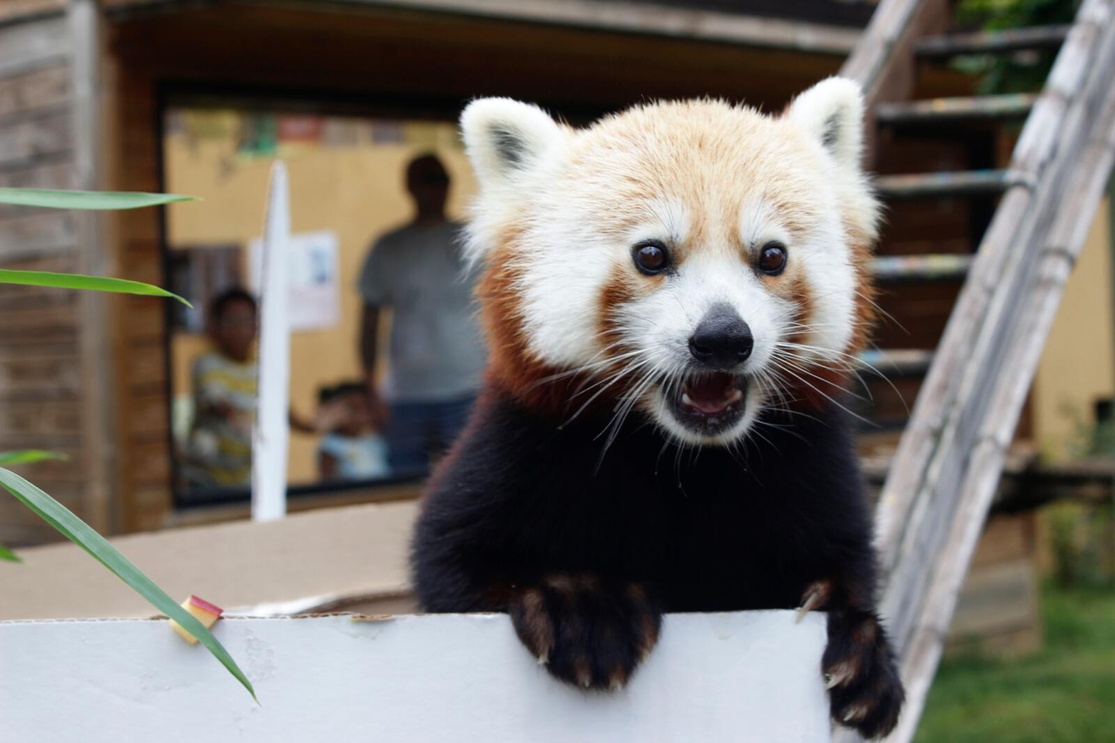 What you don't always see at the Zoo