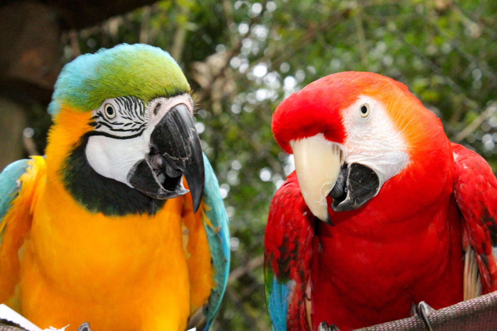 Macaws Chattanooga Zoo