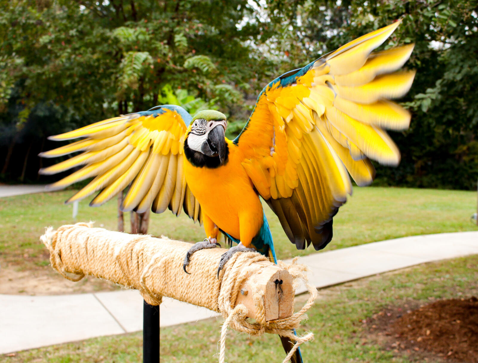 macaws-chattanooga-zoo