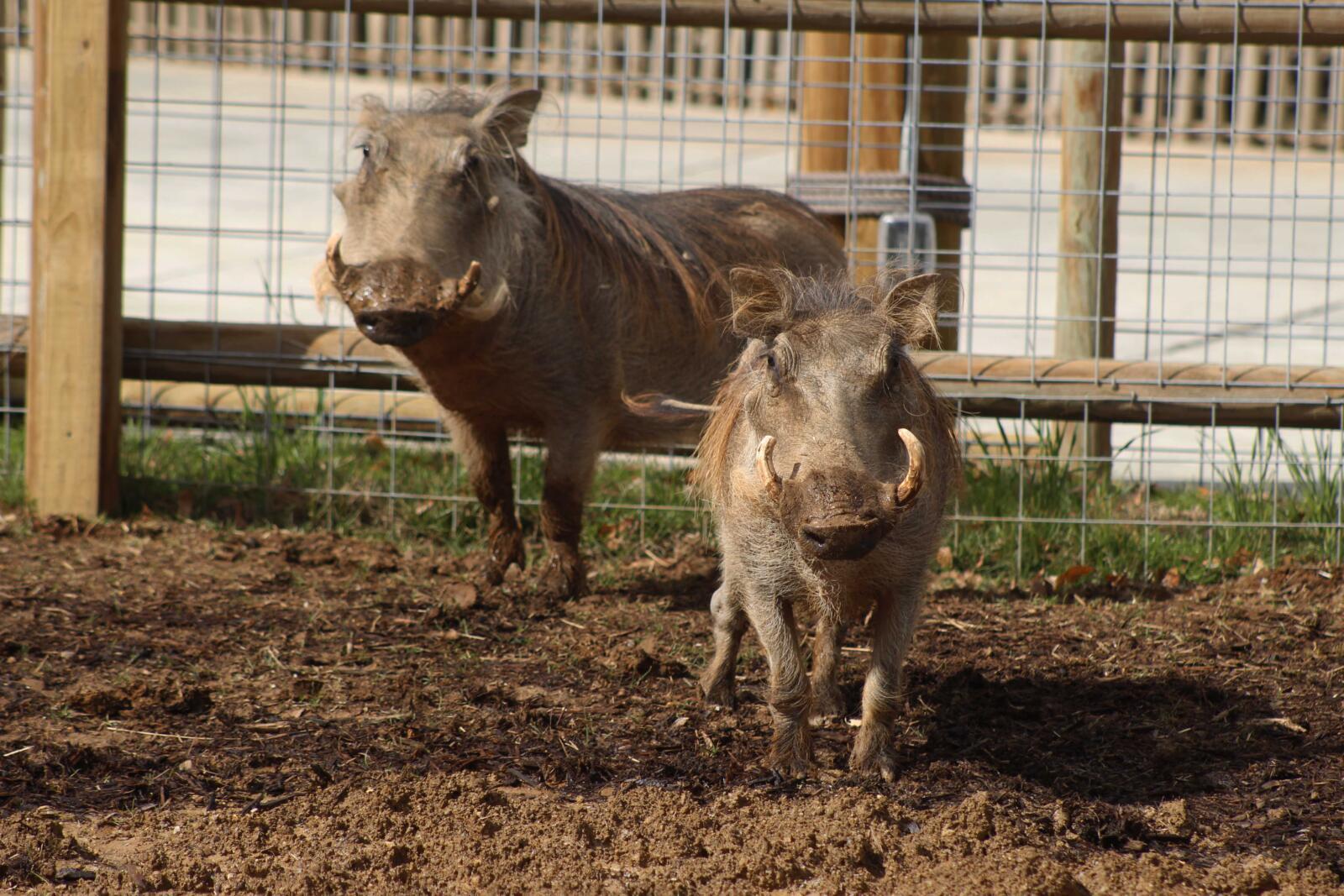 Two new warthogs have joined the family!
