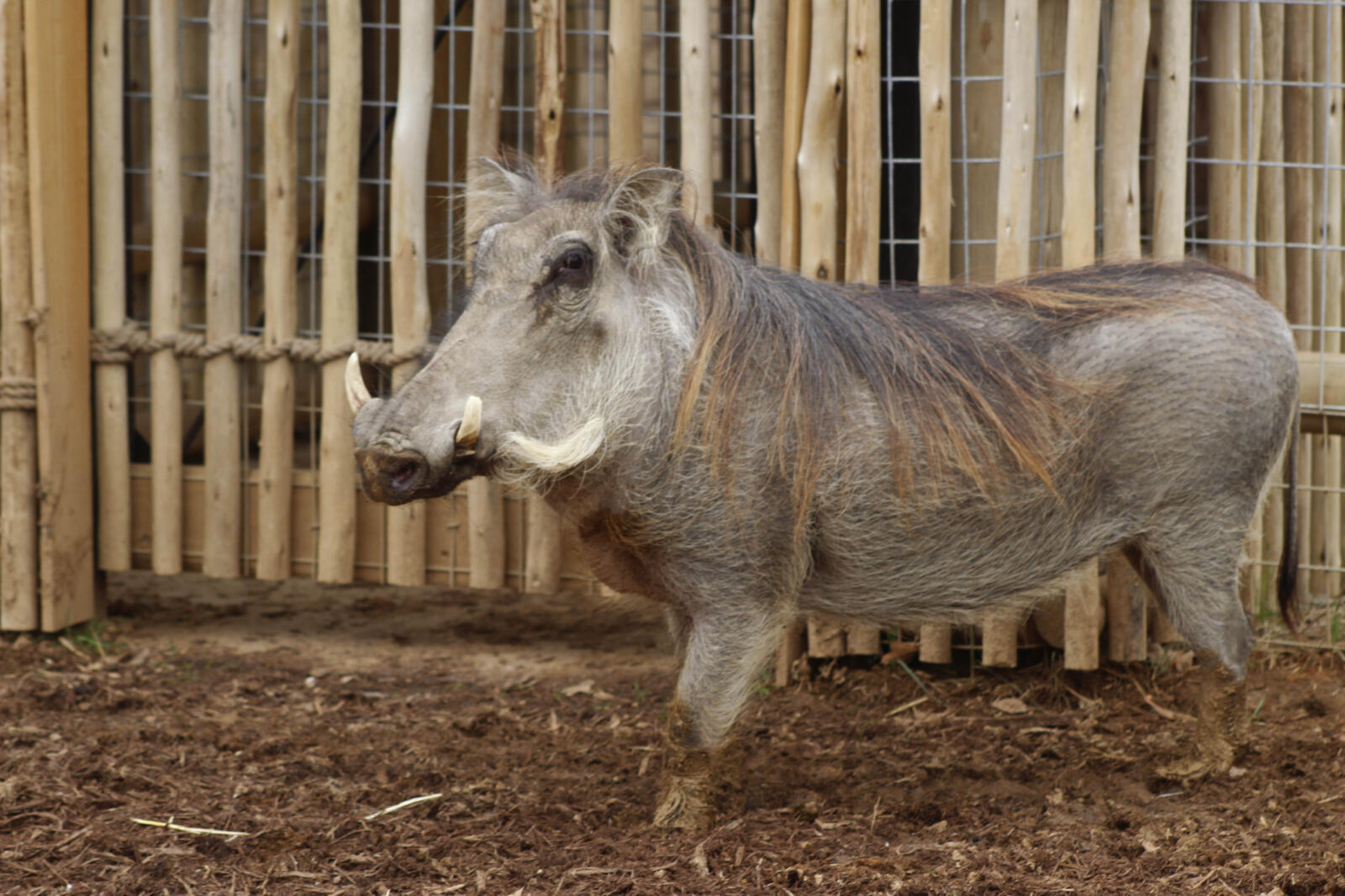 Two new warthogs have joined the family!