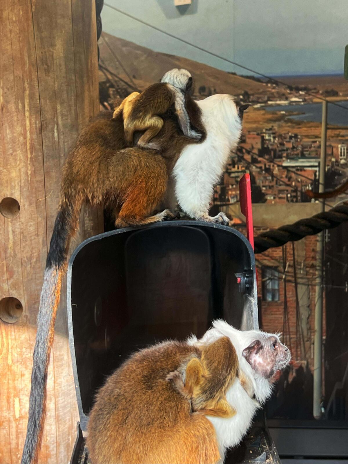 Chattanooga Zoo celebrates birth of critically endangered primates and opens naming contest