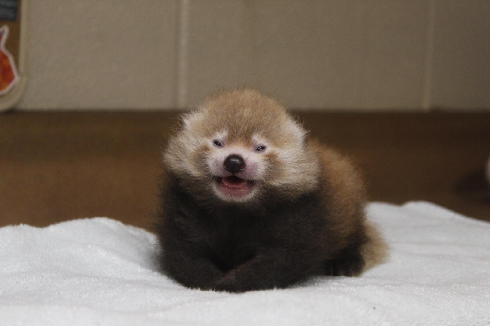 What you don't always see at the Zoo