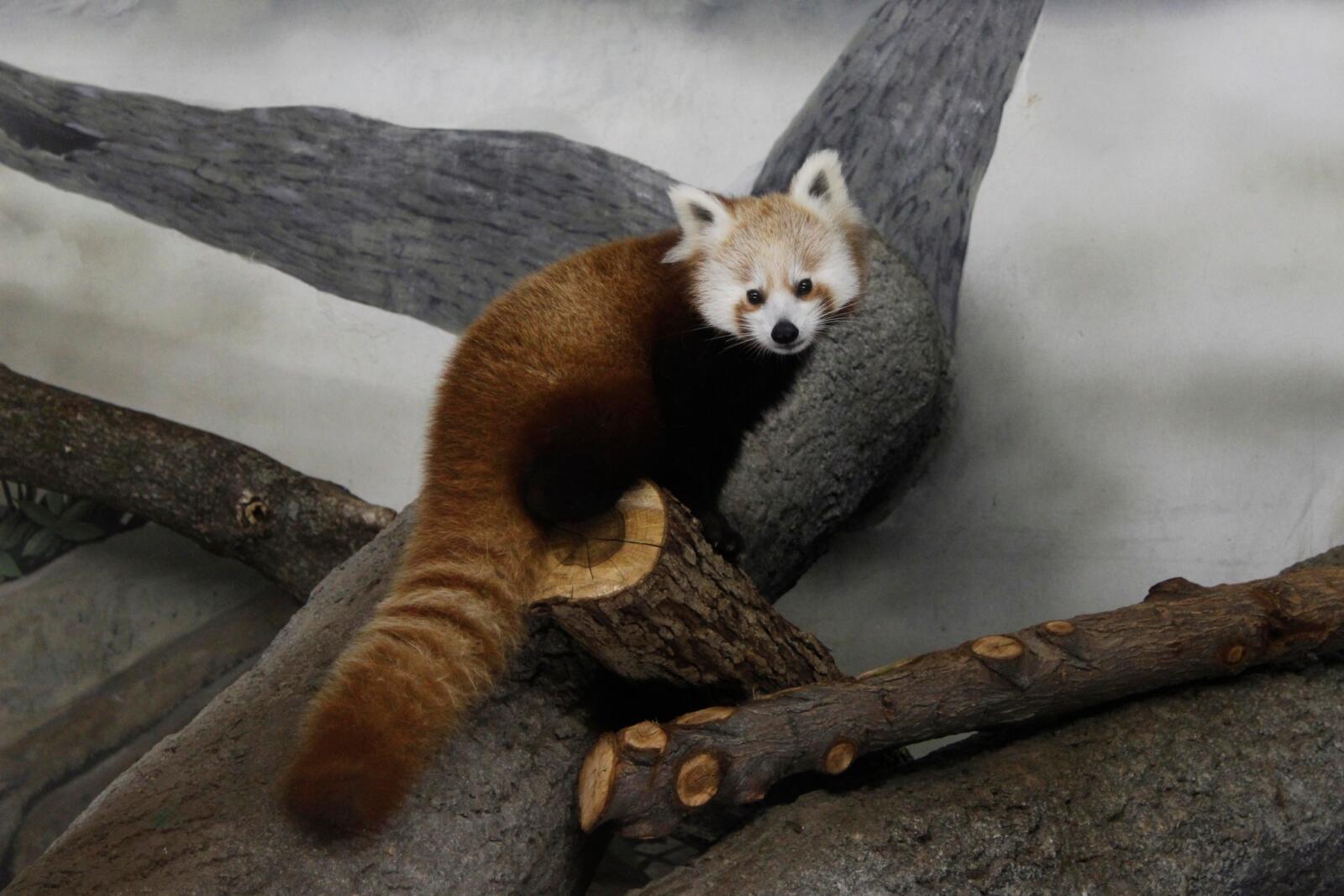 Help shape the future of your Zoo!