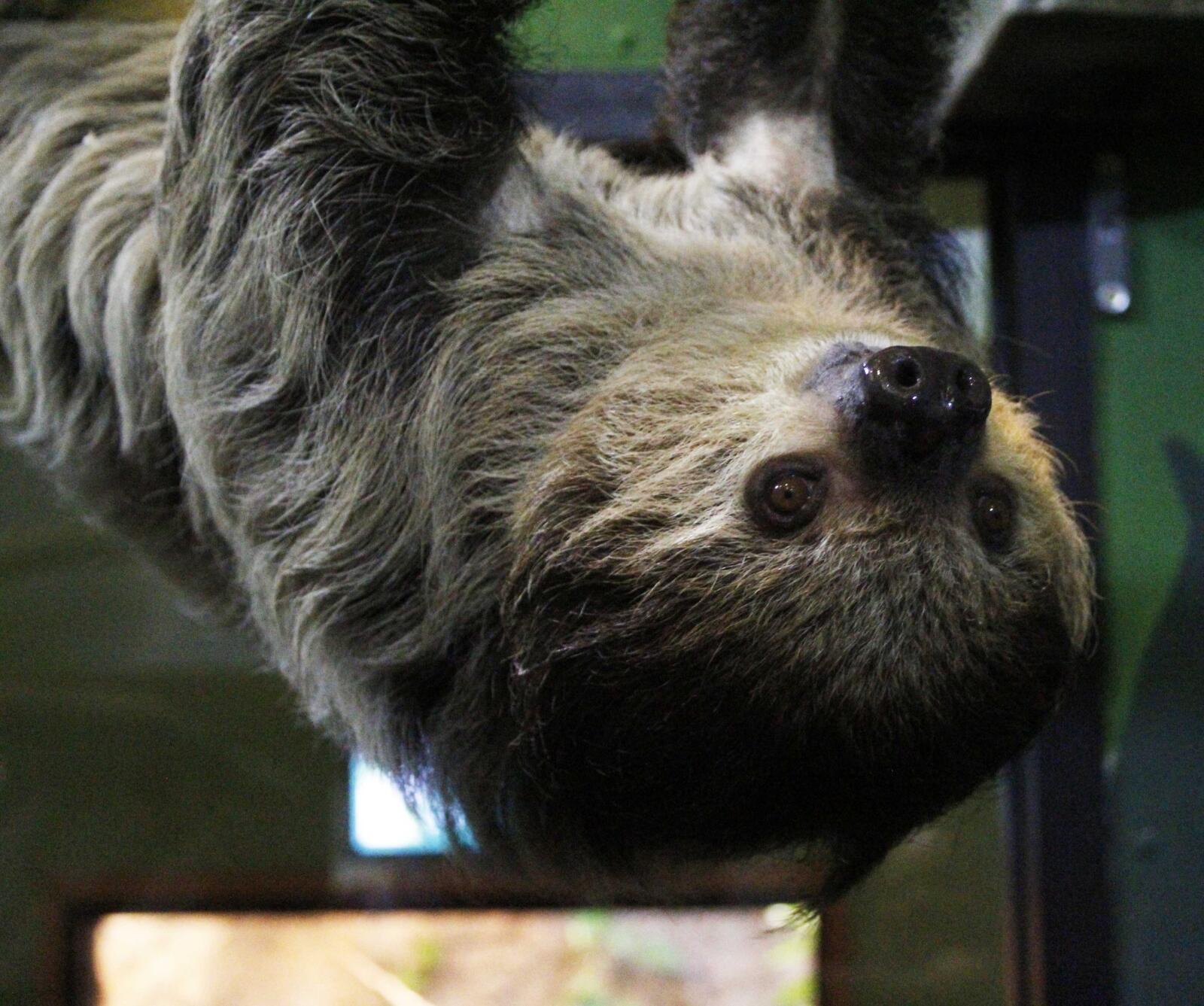 New Year, New Sloth!