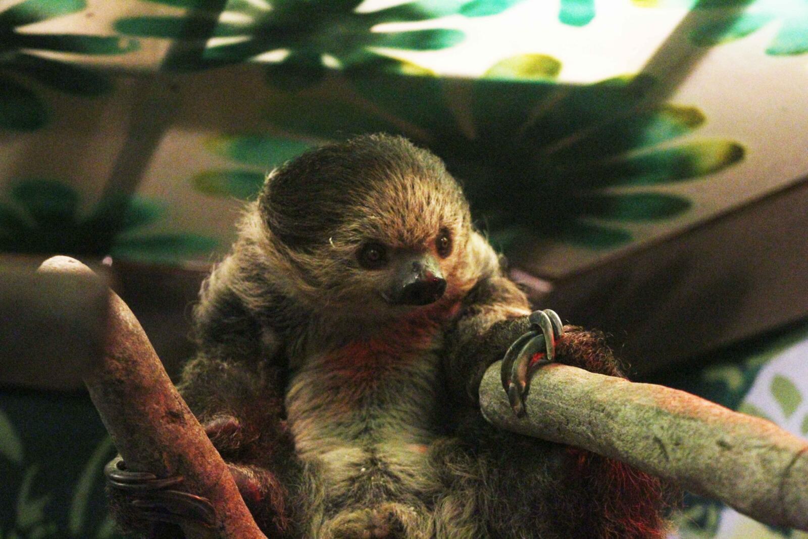 New Year, New Sloth!