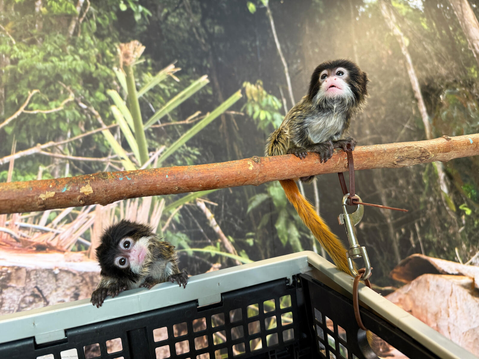 Help us name two baby emperor tamarins!