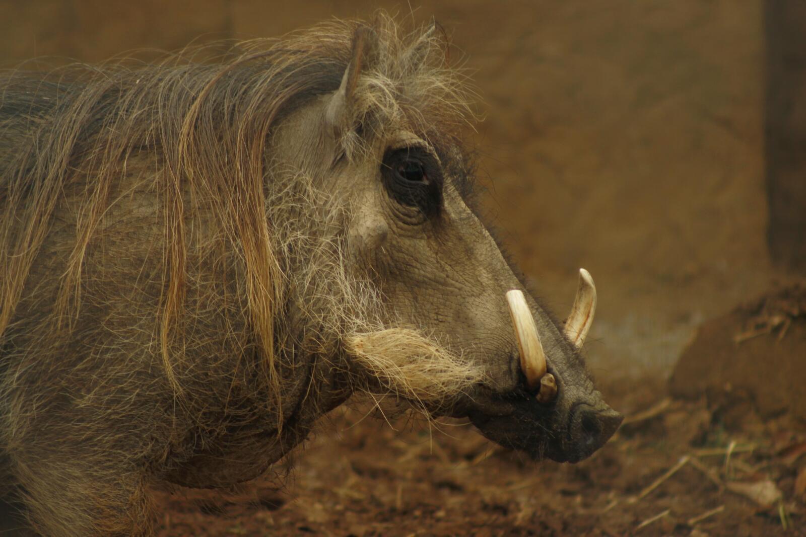 Two new warthogs have joined the family!