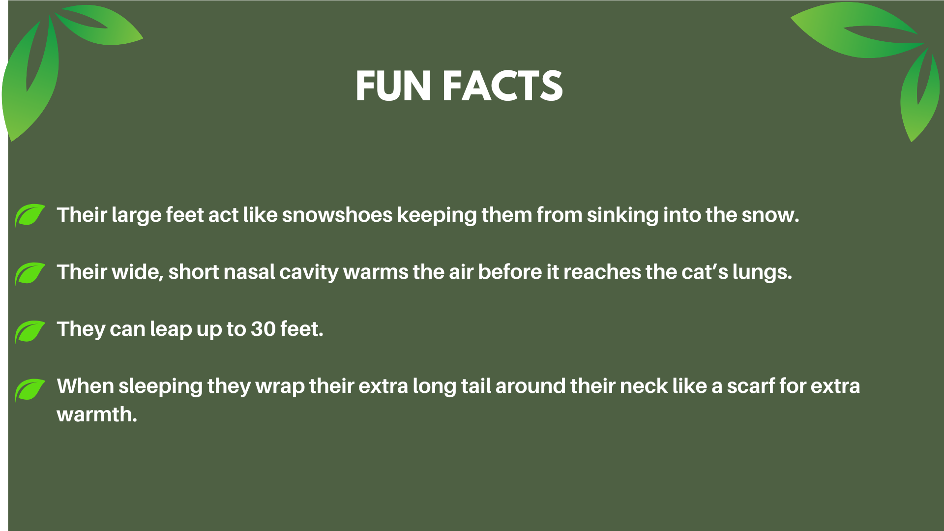 Snow Leopard | Chattanooga Zoo, image size:1920x1080