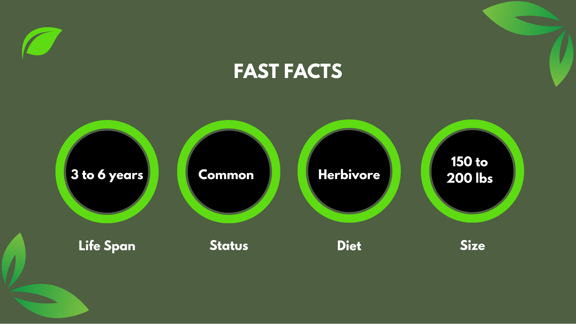 White-tailed Deer | Chattanooga Zoo