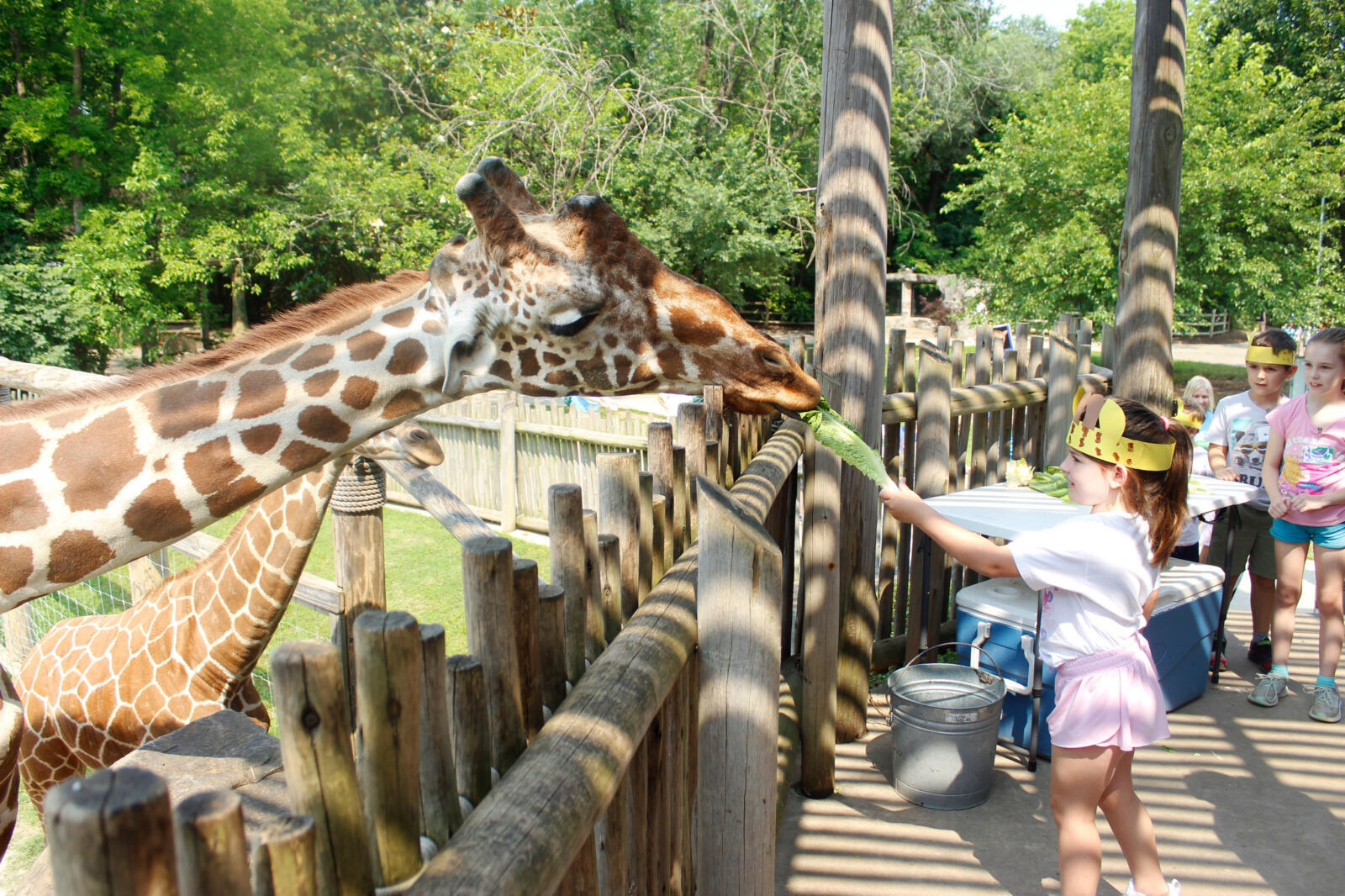 Zoo Camp Giraffe Feeding 1