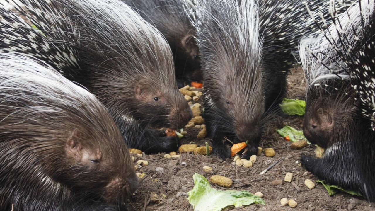 Cape porcupine family