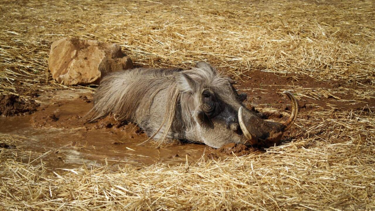Everett the warthog in mud wallow