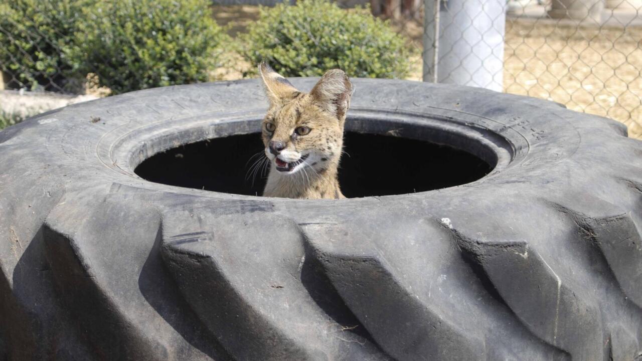 Serval in a tire