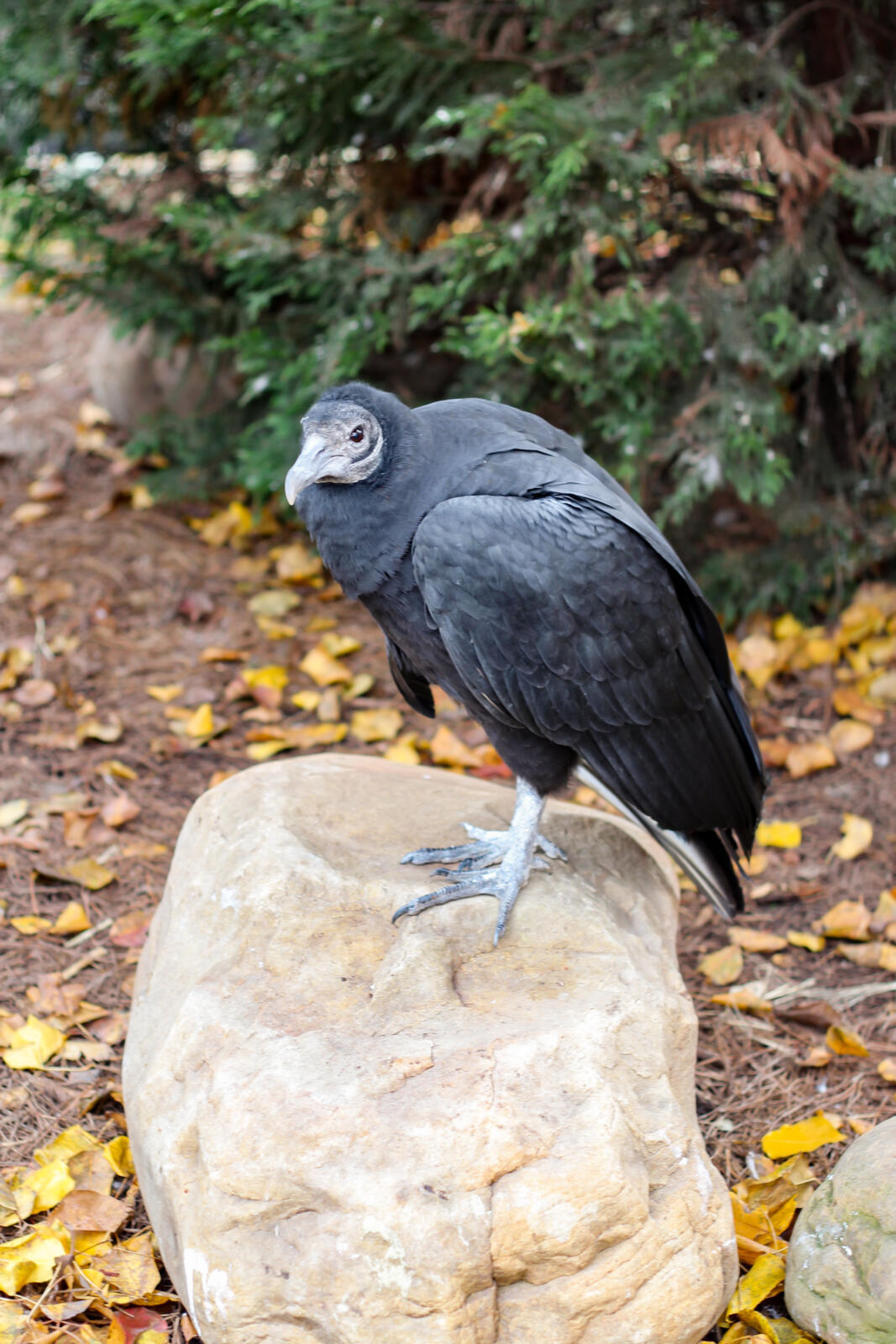 Black Vulture | Chattanooga Zoo, image size:1067x1600
