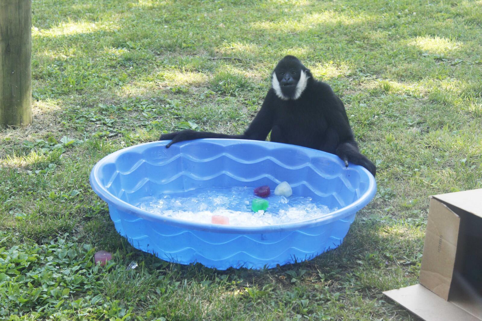 Ice Cream Safari