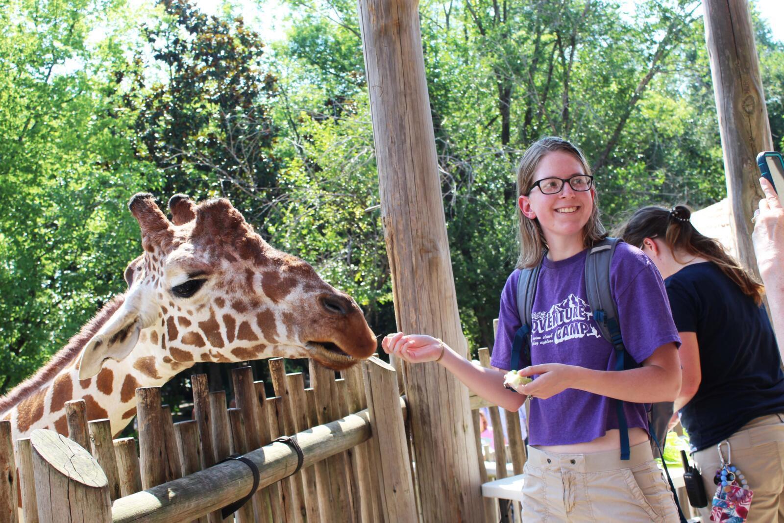 Giraffe Feeding Ice Cream Safari