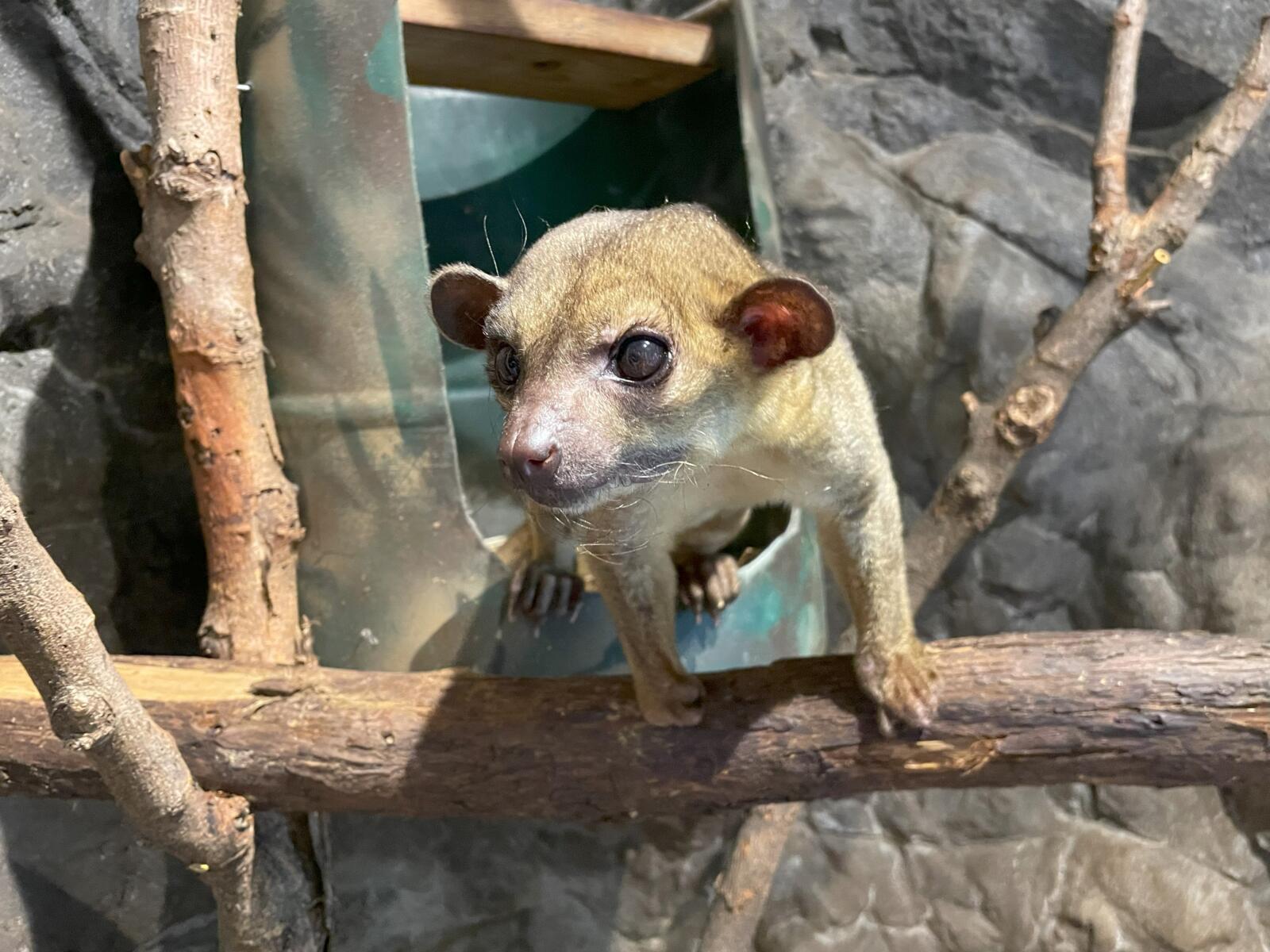 Safe Kids at the Zoo