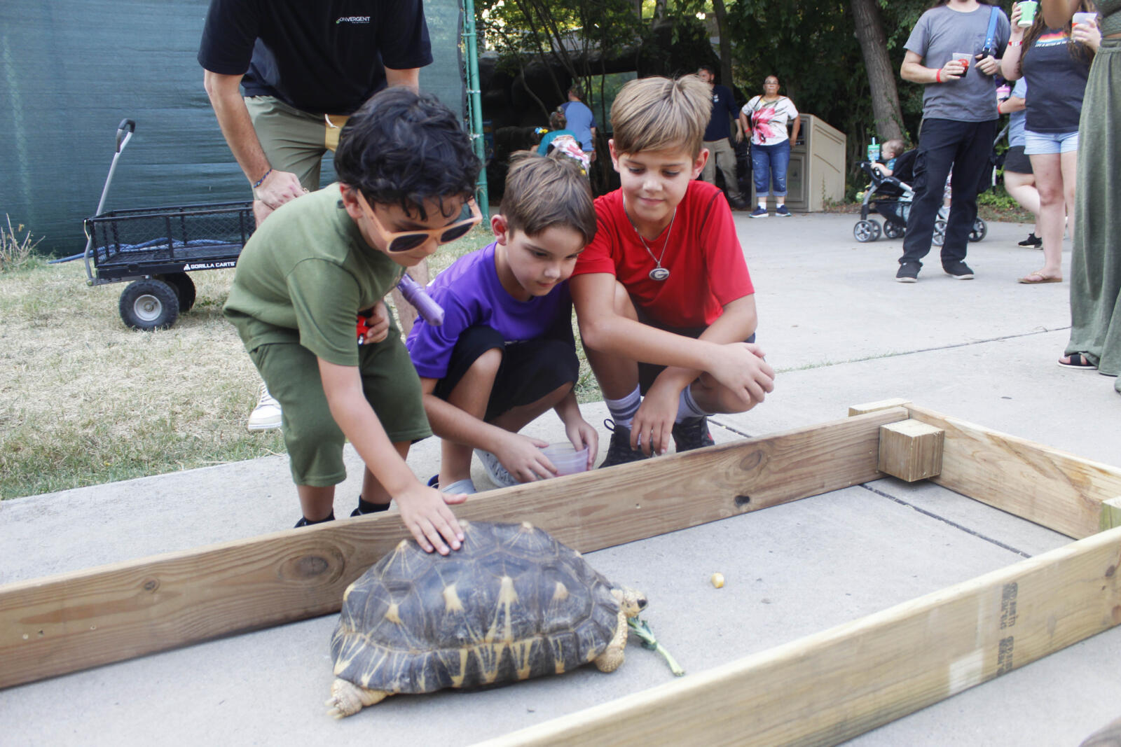 Little boys with tortoise q n brew