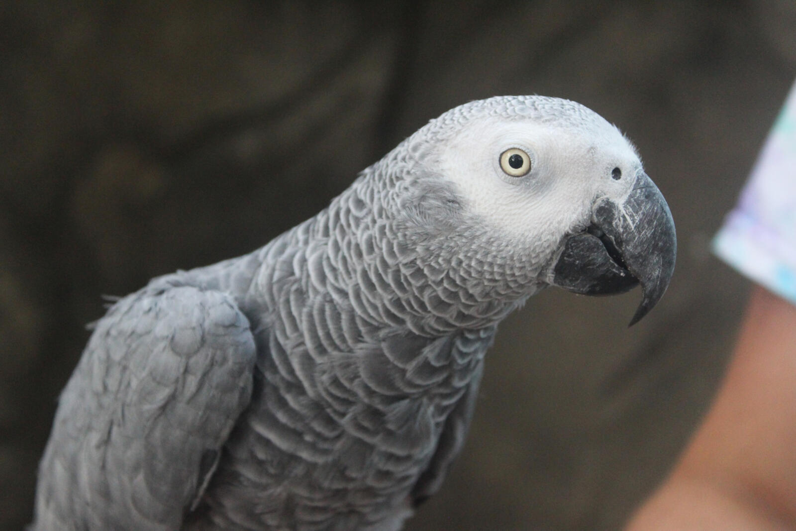 Max Gray Parrot Q n Brew