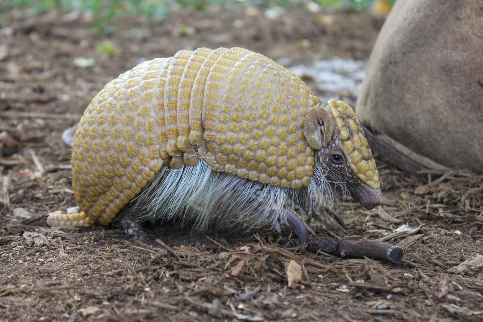 Safe Kids at the Zoo