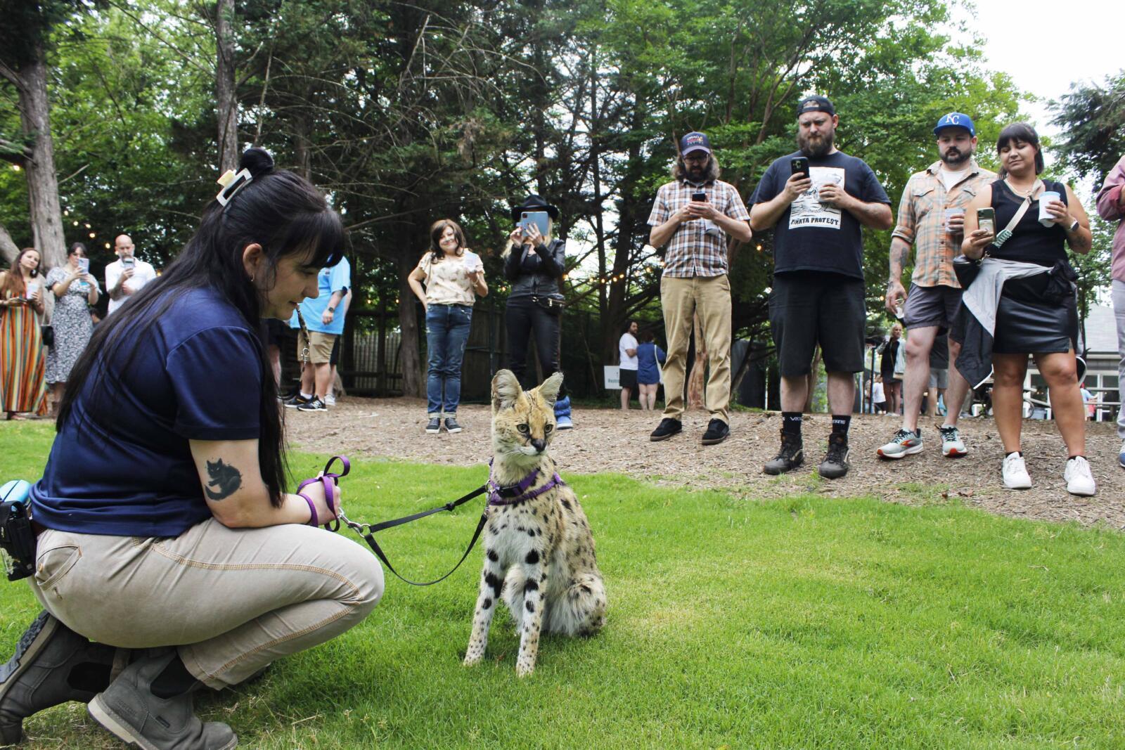 Spirits in the wild kiumbe serval training demo 2