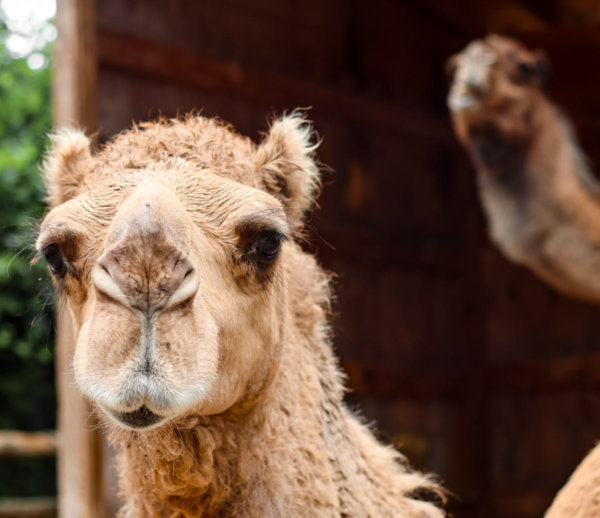 Dromedary Camel
