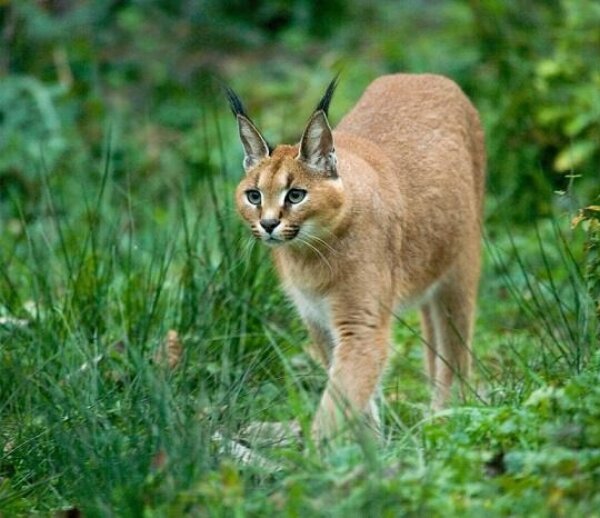 Caracal